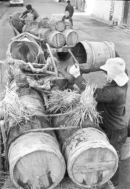 인분 수거용 우마차 (전북일보, 1952)